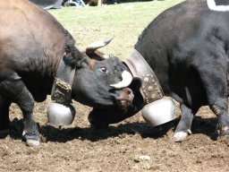 KuhkampfMission 2011